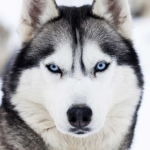 Huskie Nation