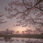 ひまりの桜のたまり場