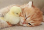 Lovely cats for people who love cats