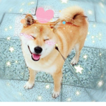 Ｆｕｎｎｙ ｃｕｔｅ Ｓｈｉｂａ ｇｒｏｕｐ