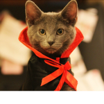 Vampire Kittys!