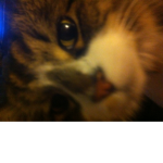 Mr dum cat