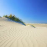 The Almighty Sand Cult