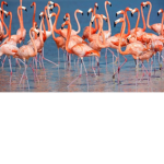 the flamingo s