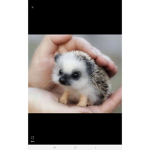Animal Cares/Loves :>>>>>>>>>>>