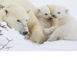 the  polar bear small city