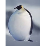 The 00fer Penguins