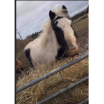 Equestrians Group
