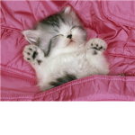 kittens and love!!!!!!!!!!!!