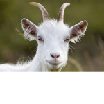 Goats of Roblox Group