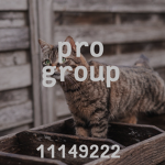 彡pro group