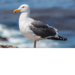 Seagull group only