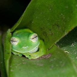 Untitled Frog Game