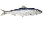 Sardineions