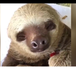 Roblox baby sloths