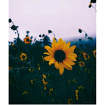 WeEPIC0103