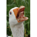 _-Pigeon hangout-_