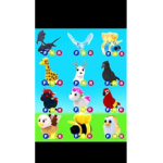 Free pets Bailey