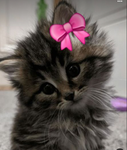The kitty lover