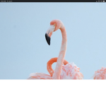 flamingo fan club : >