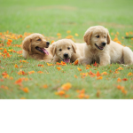 {}The Dogs!{}