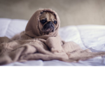 PUG BOB BOB