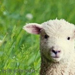 Lamb