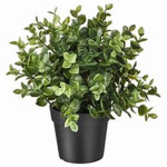 Potted plant group