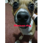 Mexican dog