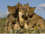 Maddie’s Wolf Group