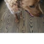 DOGGGOISCUTE