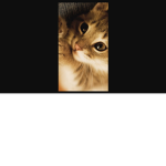 cat group (;