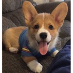 corgi fans <3