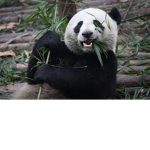 PandaCrew!