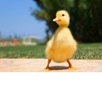 LuckyDuckie!!
