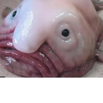 BEAUTIFUL BLOBFISH