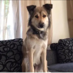 Jordie’s doggo’s