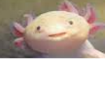 The Axolotl of Roblox