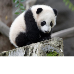 Panda FanZz