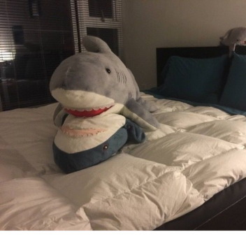 Sharkcoco