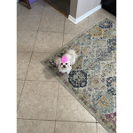 PINKDOG group