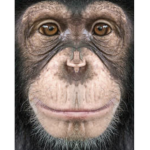 Time of the chimp
