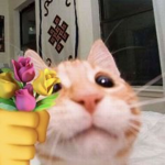 Kitty club! :D