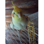 •Bird Sqaud•