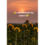 dandelion by cam<3