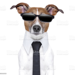 DoggyDevs
