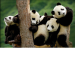 Panda gods & goddesses