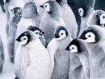 Waddles The Penguin Clothing