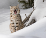 Frostycats-studio