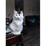 #### ### for pet sim